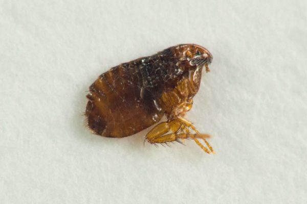 The Secret Lives of Freaky Fleas: Tales of Tiny Terrors
