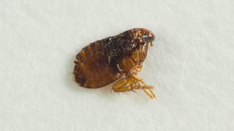 The Secret Lives of Freaky Fleas: Tales of Tiny Terrors