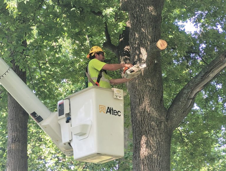 Tree Maintenance Plans for St. Pete Rentals and HOAs: Safety, Value & Compliance Made Simple